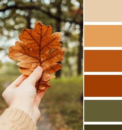 palette couleur naturelles en automne